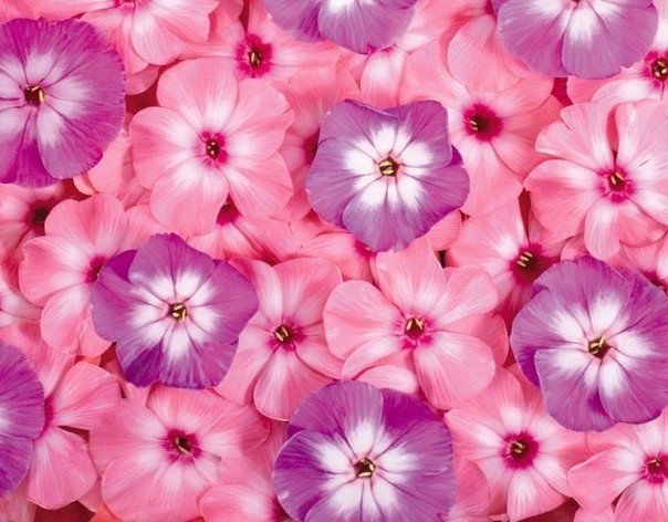 Цветы - цветы, розовый - оригинал