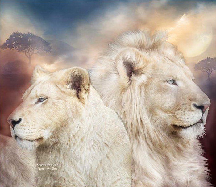 ЦАРЬ И ЦАРИЦА - самец, хищники, самка, белый лев, пара, животные - оригинал
