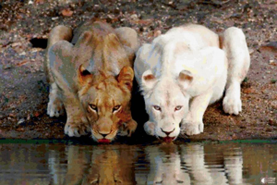 ЛЬВИЦЫ - река, белый лев, хищник, лев, животные - предпросмотр