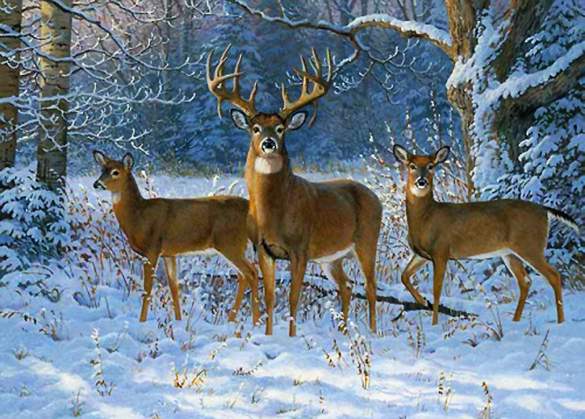 №222333 - зима, животные, картина, лес, снег - оригинал