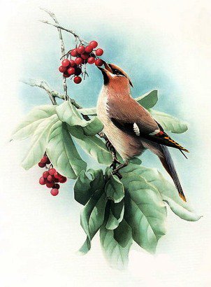 Птица - дерево, цветы, рябина, природа, птица - оригинал