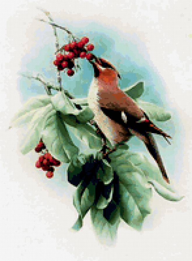 Птица - цветы, природа, птица, дерево, рябина - предпросмотр