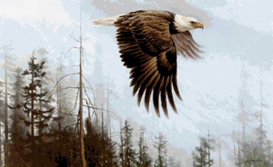 полет орла - природа, орел, картина - предпросмотр