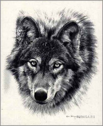 черно-белое - взгляд, природа, волк, животные - оригинал