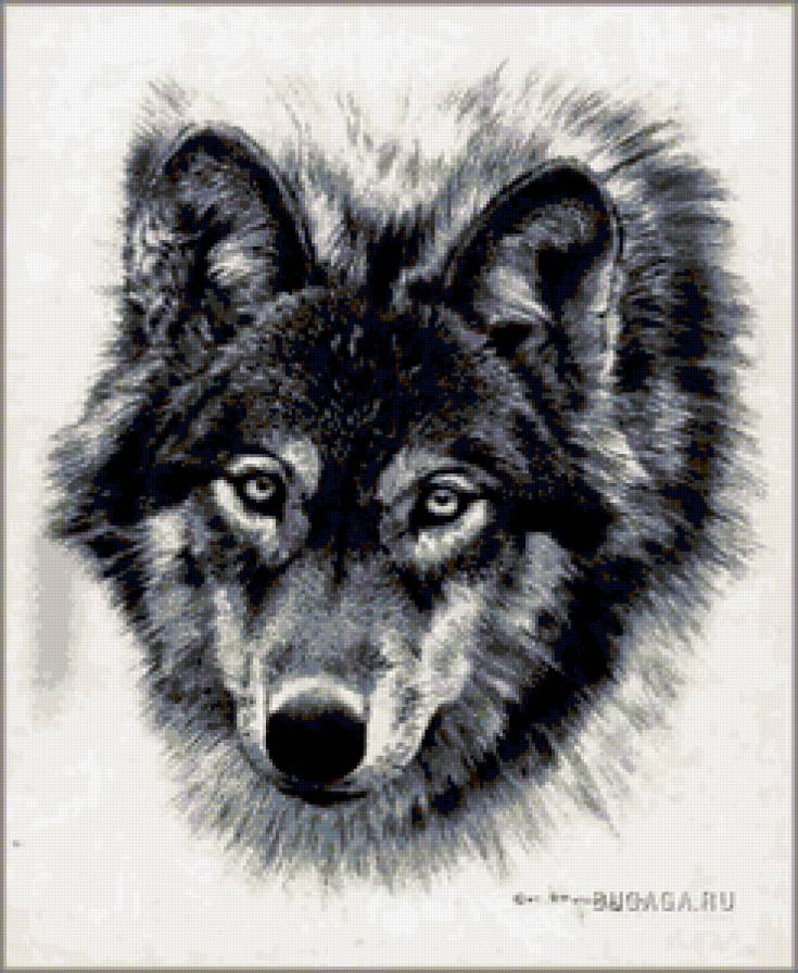 черно-белое - природа, взгляд, животные, волк - предпросмотр