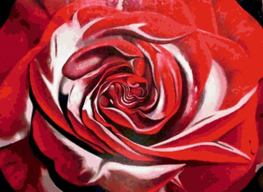 Бархатная роза - цветы, роза - предпросмотр