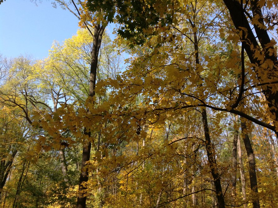 Осень - листва, осень, небо, природа - оригинал