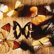 Оригинал схемы вышивки «Бабочки» (№223765)