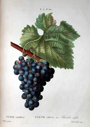 Виноград - виноград - оригинал