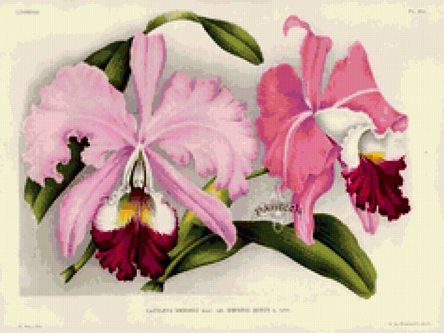 Орхидеи - цветы, орхидея - предпросмотр