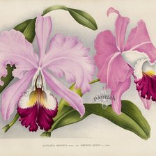 Оригинал схемы вышивки «Орхидеи» (№223790)
