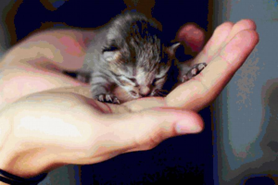 маленькое счастье - котенок, маленькое счастье, рука - предпросмотр