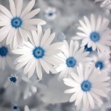 Оригинал схемы вышивки «цветы» (№224206)