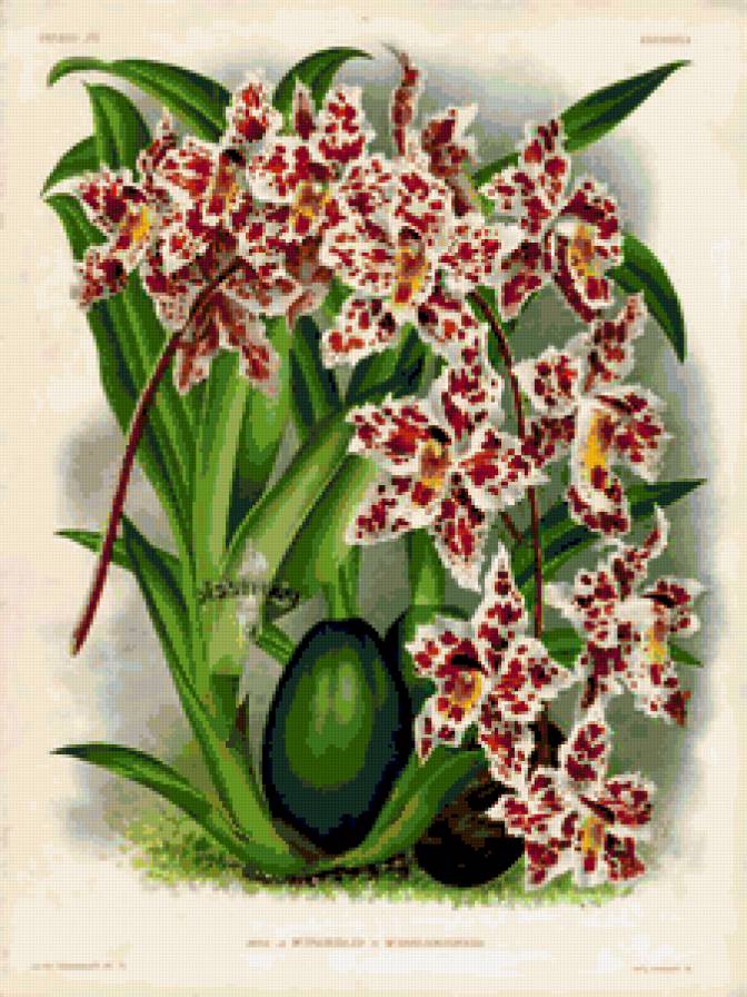 Орхидеи - картина, орхидея, природа, букет, цветы, орхидеи, натюрморт - предпросмотр