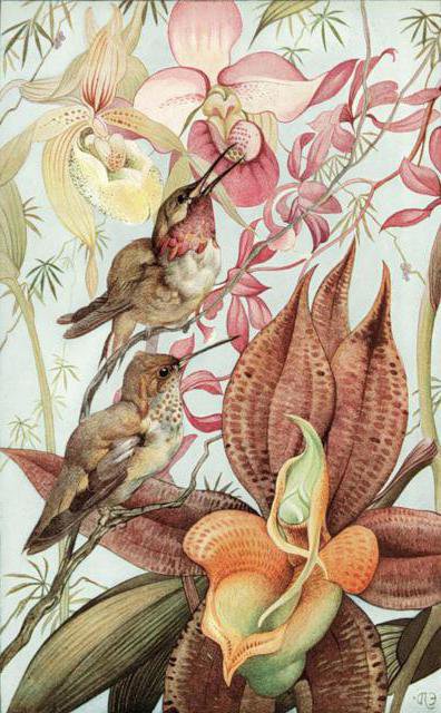 Орхидеи и колибри - картина, натюрморт, природа, колибри, цветы, букет, орхидеи, орхидея - оригинал