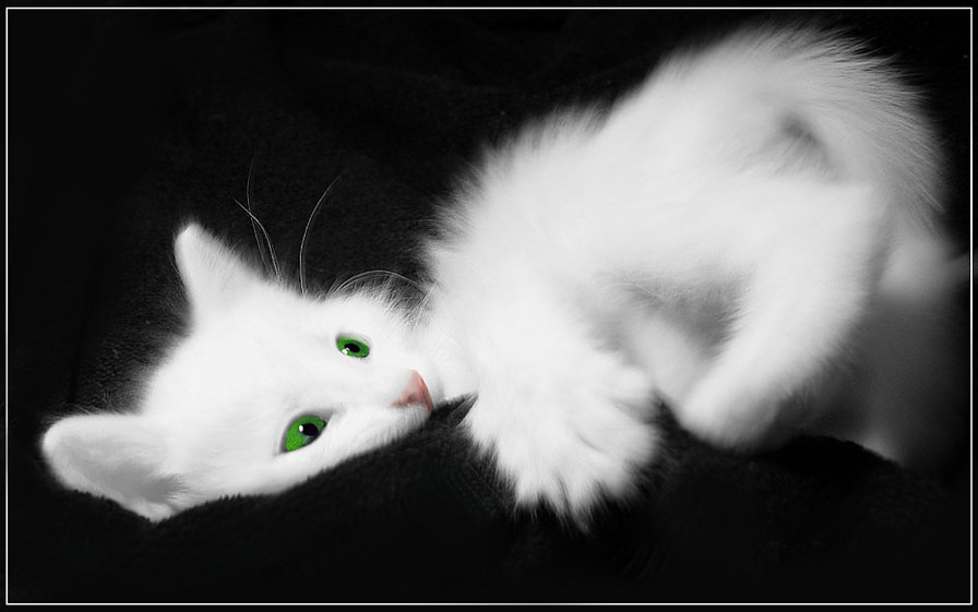 киса - котенок, черно-белое, кошка - оригинал