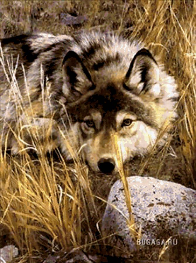 волк - животные, взгляд, волк, природа, грусть - предпросмотр