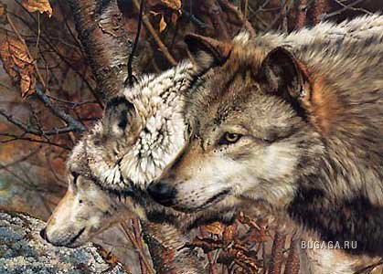 волки - животные, семья, волк, природа, взгляд - оригинал