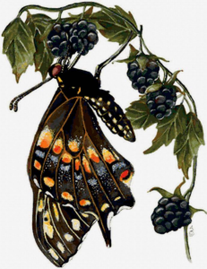 Бабочка на ягодах - ежевика, бабочка, ягода - предпросмотр