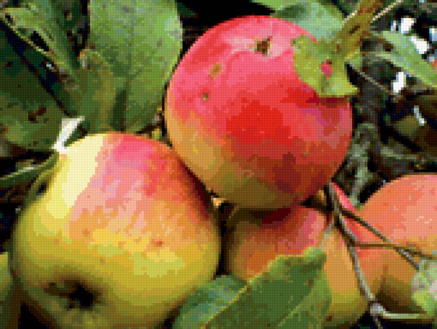 Яблоки2 - яблоко, фрукты, булатово - предпросмотр