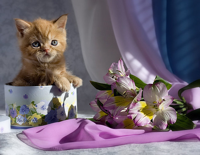 рыжик в коробке - котенок, милашка, животнве, кошка, цветы - оригинал
