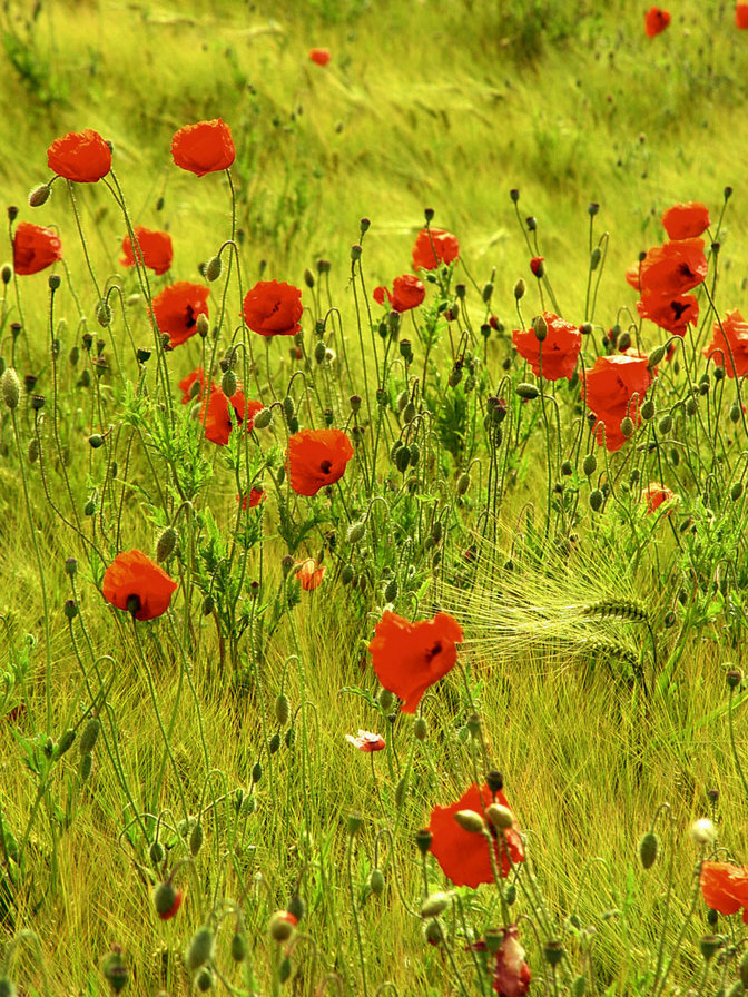 Маки в поле - поле, пейзаж, цветы, мак - оригинал