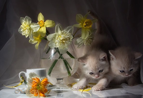 пушистики - муськи, кошки, мурки, цветы, белая кошка - оригинал