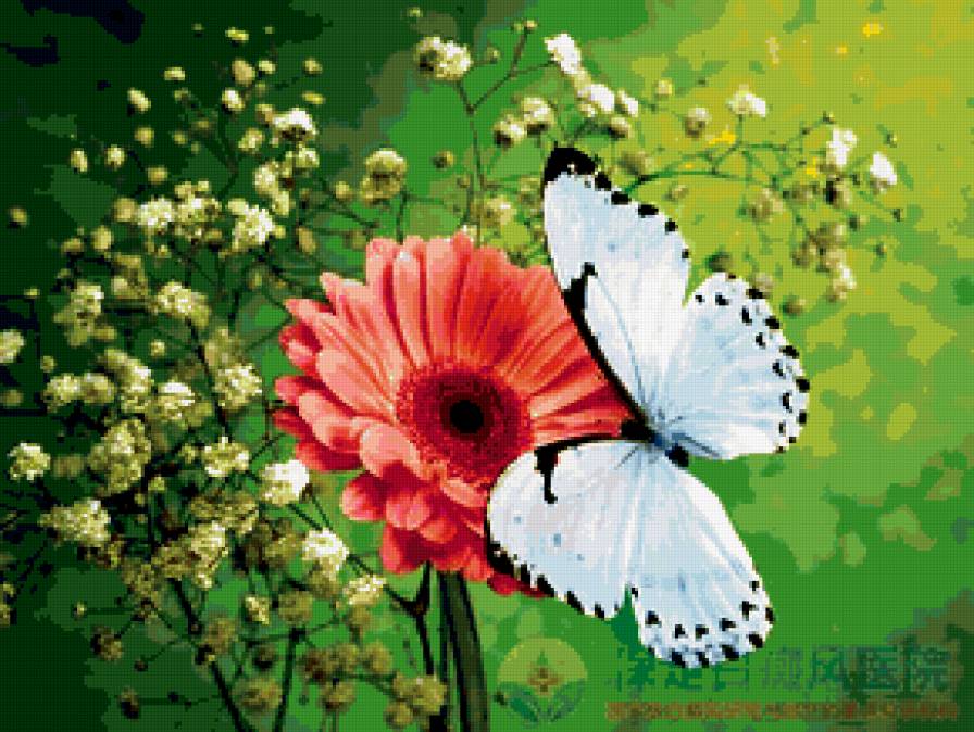 летняя нежность - гербера, цветы, бабочка, лето - предпросмотр