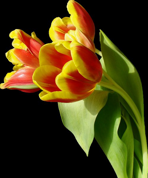 Оранжевые тюльпаны - букет, цветы, тюльпаны - оригинал