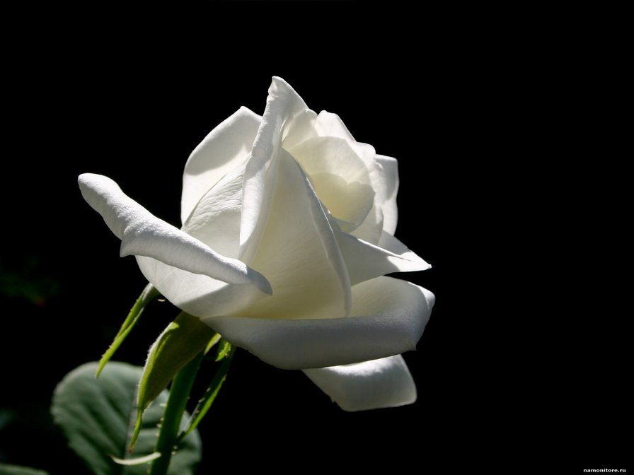Белая роза - роза - оригинал