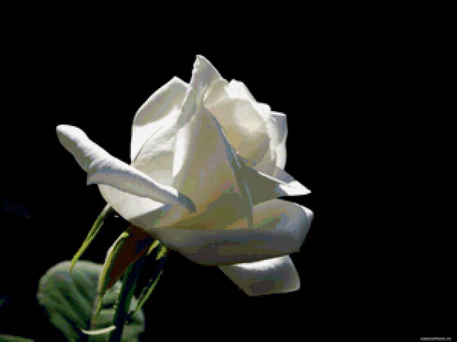 Белая роза - роза - предпросмотр
