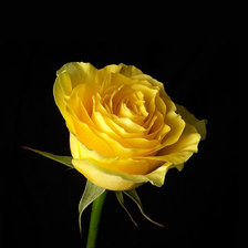 Оригинал схемы вышивки «Жёлтая роза» (№225468)