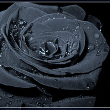Оригинал схемы вышивки «Черная роза» (№225495)