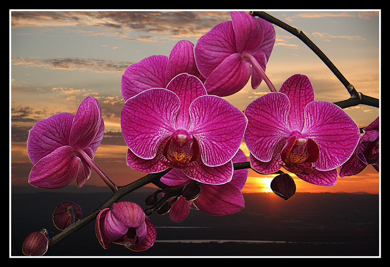 орхидея на закате - закат, цветы, орхидеи на закате, орхидеи - оригинал