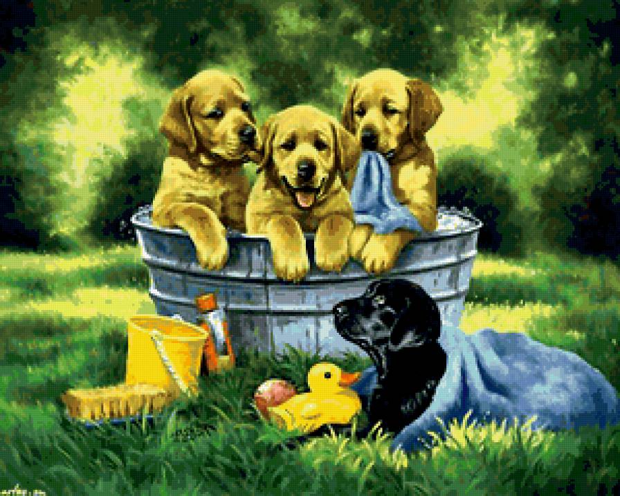 собачки моются - милашки, собаки, игрушка утенок, вода, щенки, ведро - предпросмотр