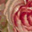 Предпросмотр схемы вышивки «розы» (№225785)