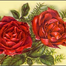 Оригинал схемы вышивки «розы» (№225995)