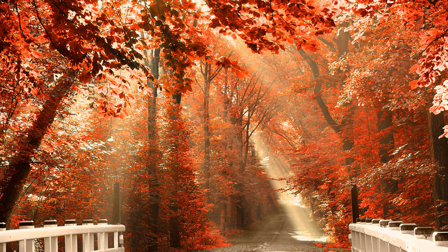 Осень золотая - осень, парк, пейзаж - оригинал