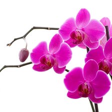 Оригинал схемы вышивки «орхидеи» (№226225)