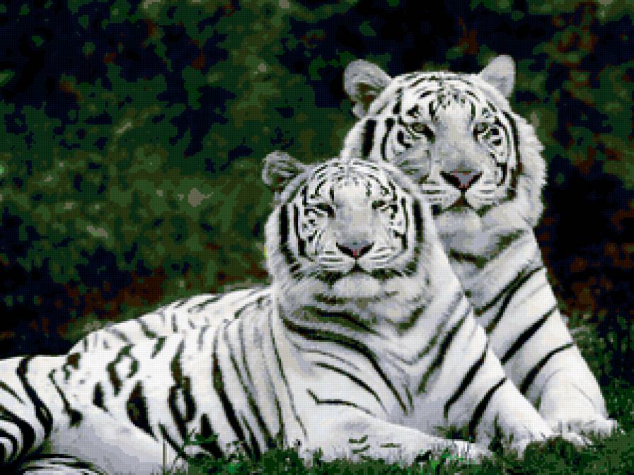 белые тигры - животные, кошки, тигры - предпросмотр