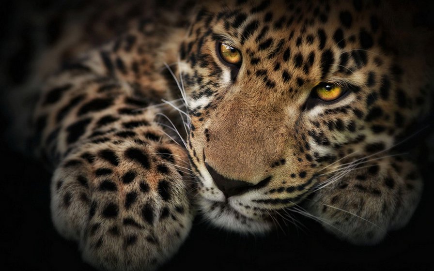 леопард - леопарды, хищники, животные, кошки - оригинал