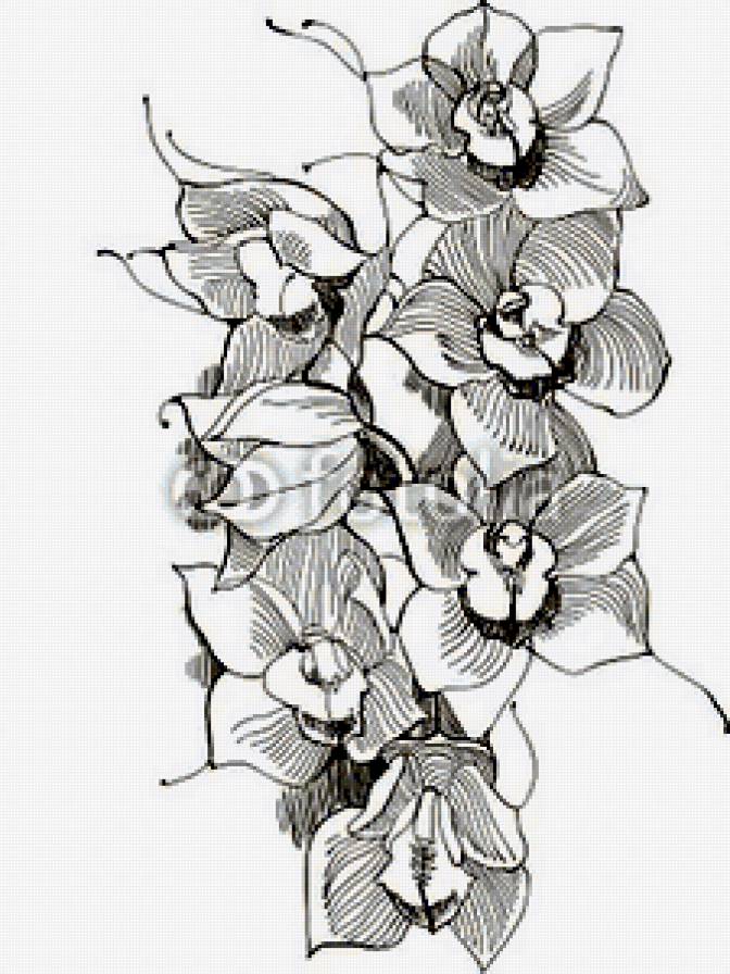 орхидеи - рисунок, монохром, орхидеи - предпросмотр