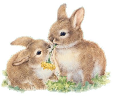 Кролики - кролик, заяц, цветок - оригинал