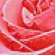 Предпросмотр схемы вышивки «розы» (№228569)