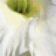 Предпросмотр схемы вышивки «Белый гладиолус» (№228764)