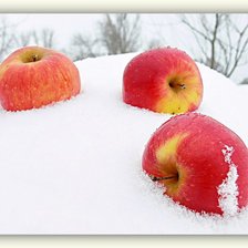 Оригинал схемы вышивки «Яблоки на снегу» (№228976)