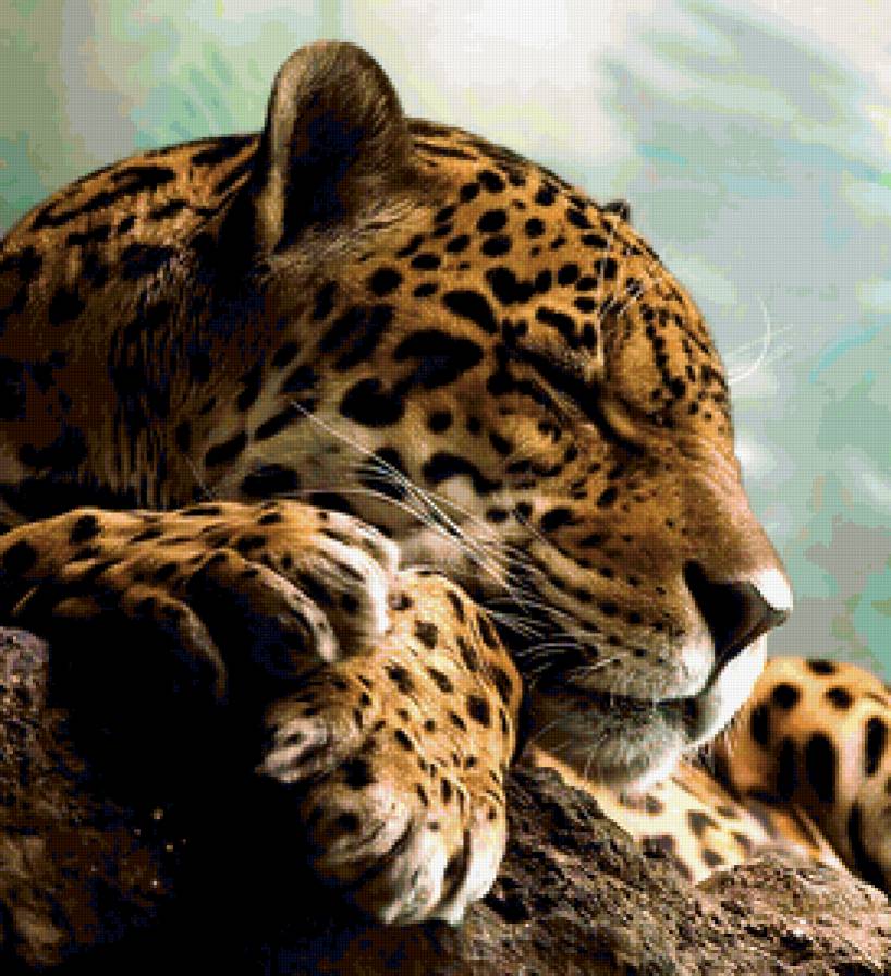 дикие кошки. гепард - кошка, природа, хищники, фауна - предпросмотр