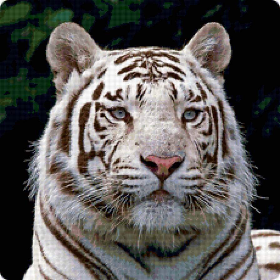 025 - тигр, животные - предпросмотр