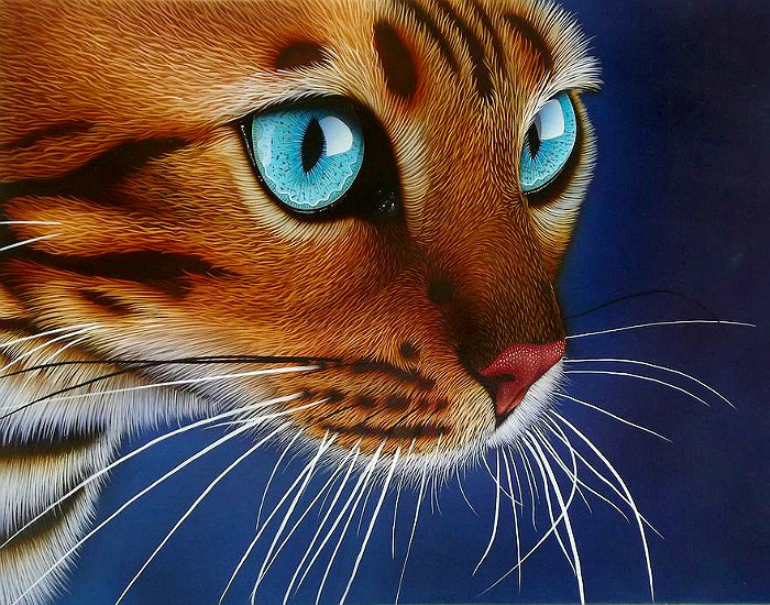 кошка - кошка, голубые глаза - оригинал