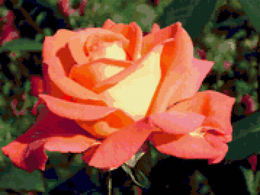 рыжая красавица - роза, цветы - предпросмотр